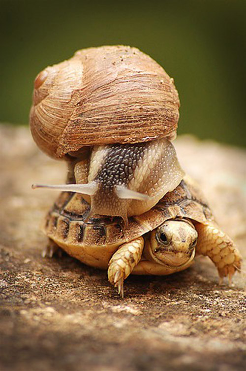 turtle and snail animal photography 30 Beautiful Examples of<br /> Animal Photography