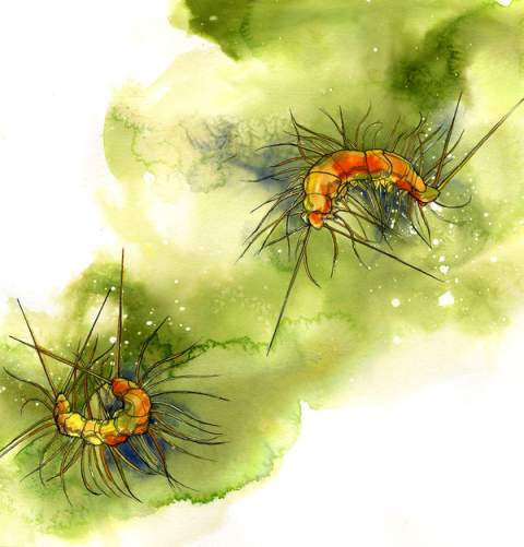 Album_Cover_Sketch_1_Scutigera_by_bigredsharks Album Cover Sketch 1 Scutigera by bigredsharks 50 Amazing Album Cover Art