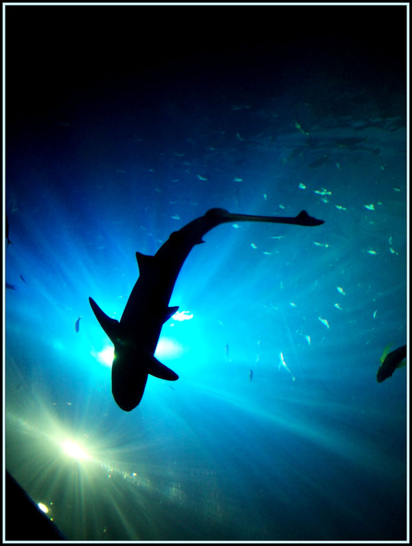 Supremacy by fabriloddo1 25 Beautiful Underwater Animals  Photography