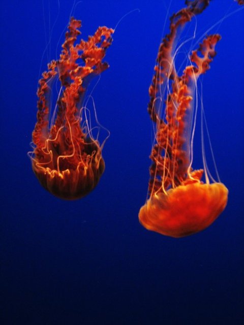 Underwater Aliens by chaoticeyes 25 Beautiful Underwater Animals  Photography