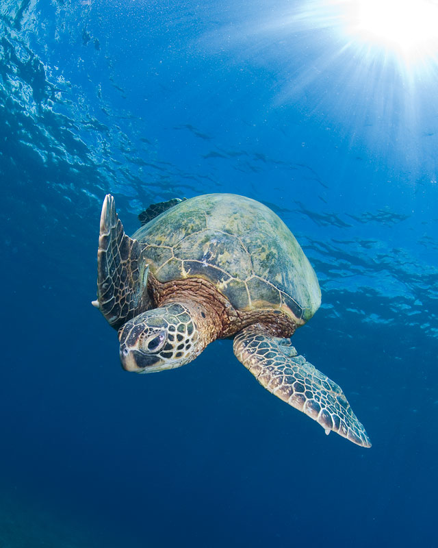 Underwater Photography 3 25 Beautiful Underwater Animals  Photography