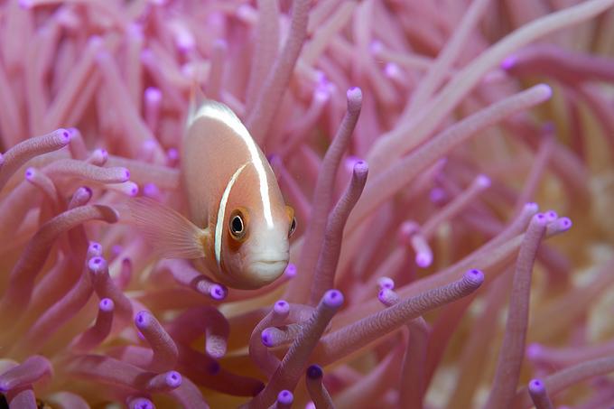 Underwater Photography 6 25 Beautiful Underwater Animals  Photography