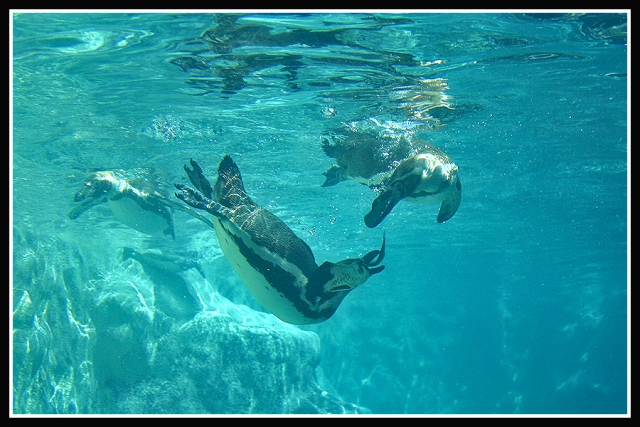 Underwater by jimbomp44 25 Beautiful Underwater Animals  Photography