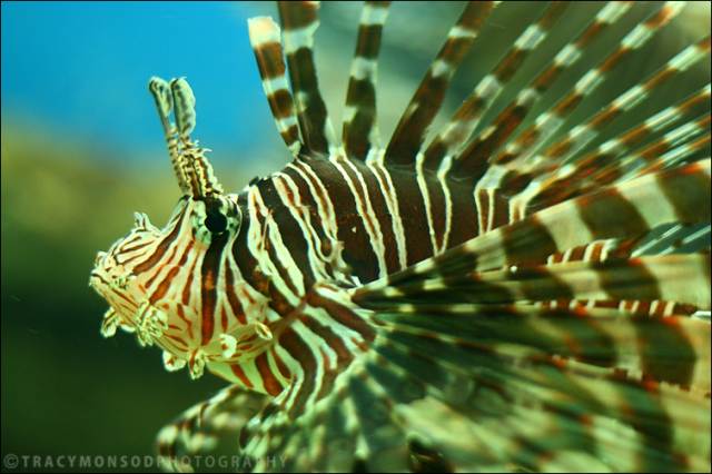 b4ce5970d504b6a9b50773afbbd8b2cf 25 Beautiful Underwater Animals  Photography